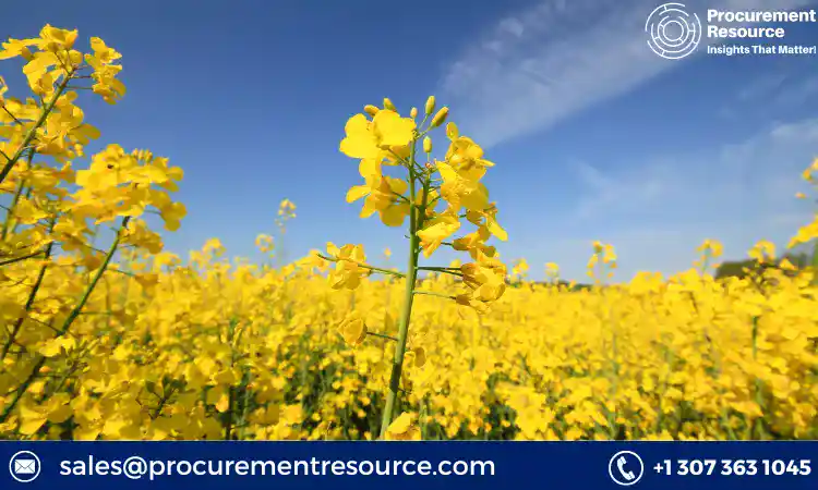 Rapeseed Prices