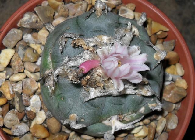 The Effects of Mescaline and How to Use Peyote Responsibly